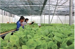 Hiển thị tin tức Tập trung phát triển nông nghiệp theo hướng nâng cao chuỗi giá trị Hình ảnh tin tức Tập trung phát triển nông nghiệp theo hướng nâng cao chuỗi giá trị