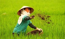 Hiển thị tin tức Quy trình và kỹ thuật bón phân cho lúa mang lại năng suất cao Hình ảnh tin tức Quy trình và kỹ thuật bón phân cho lúa mang lại năng suất cao