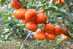 Hiển thị tin tức HƯỚNG DẪN CÁCH BÓN PHÂN CHO CÂY ĂN TRÁI ĐÚNG VÀ ĐỦ Hình ảnh tin tức HƯỚNG DẪN CÁCH BÓN PHÂN CHO CÂY ĂN TRÁI ĐÚNG VÀ ĐỦ